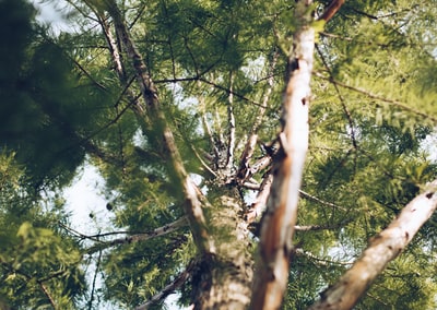 绿树低角度摄影